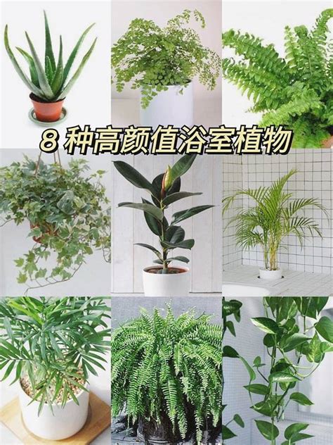 適合種在浴室的植物|浴室也能綠意盎然！6種高效浴室植物淨化空氣 